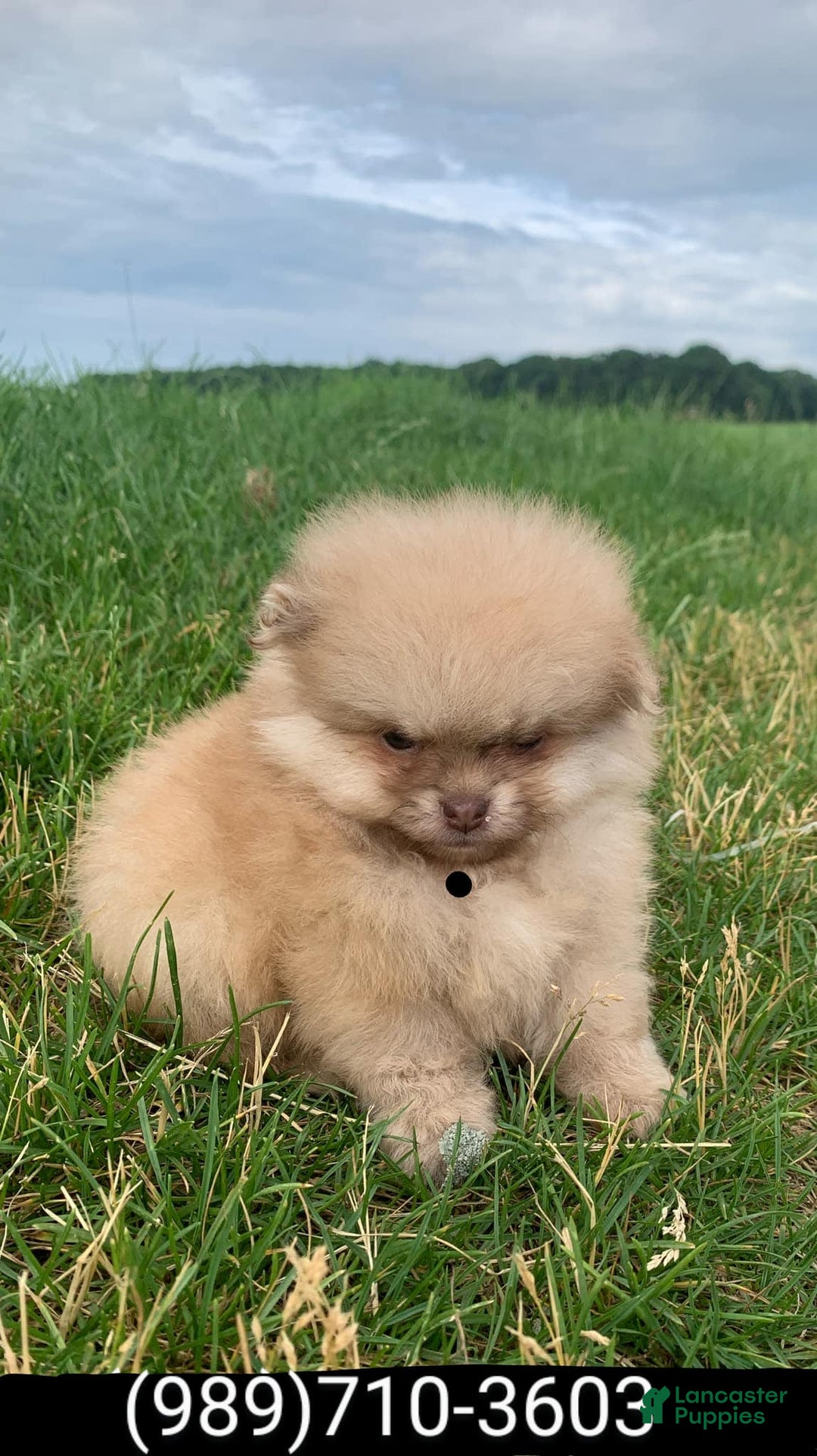 Pomeranian dogs for sale: Squints - Image 4