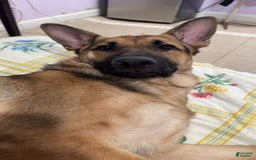 German Shepherd dogs for stud: Max - Image 1