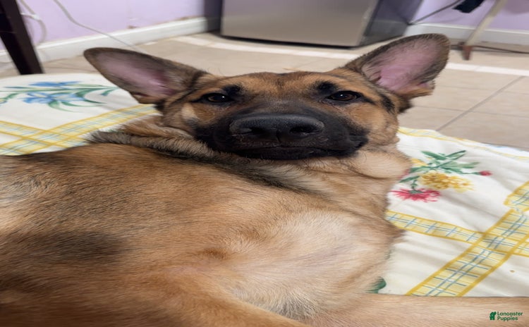 German Shepherd dogs - Advert 2