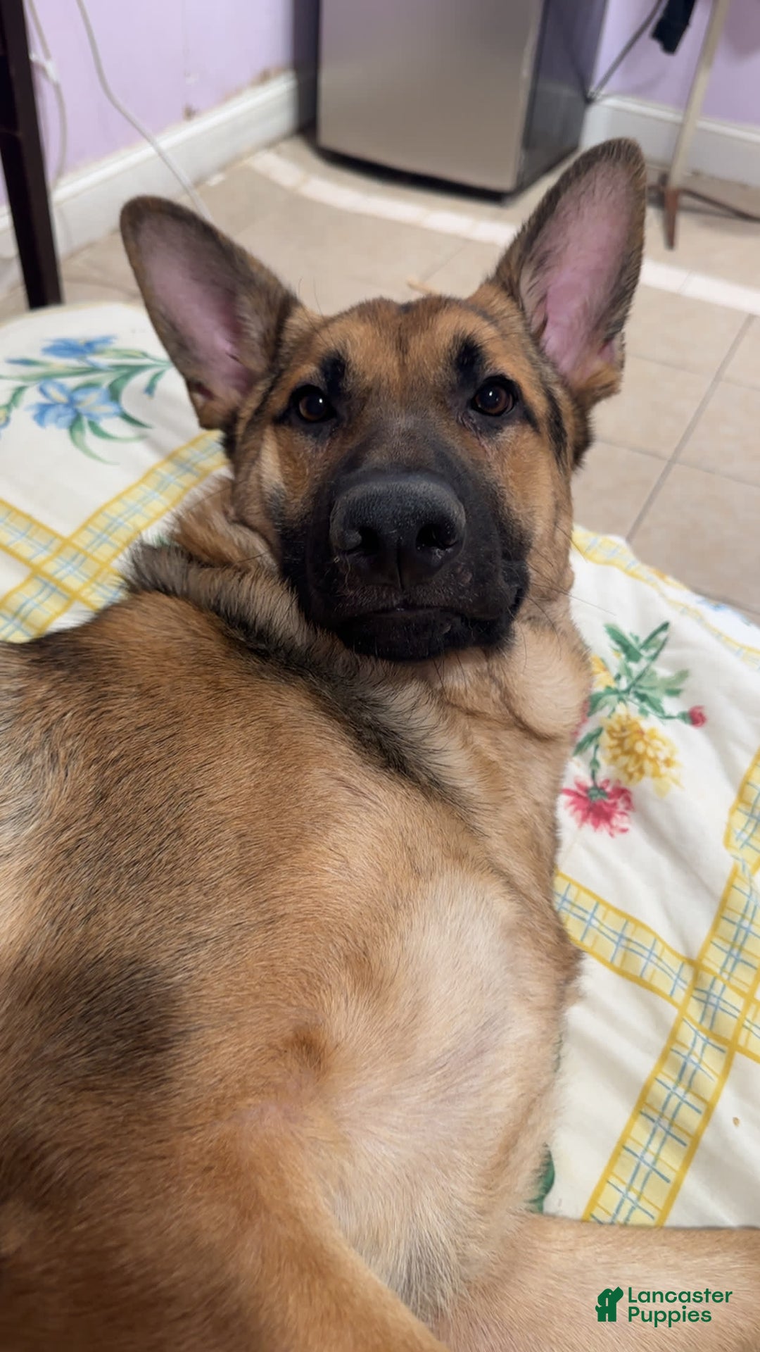 German Shepherd dogs for stud: Max - Image 1