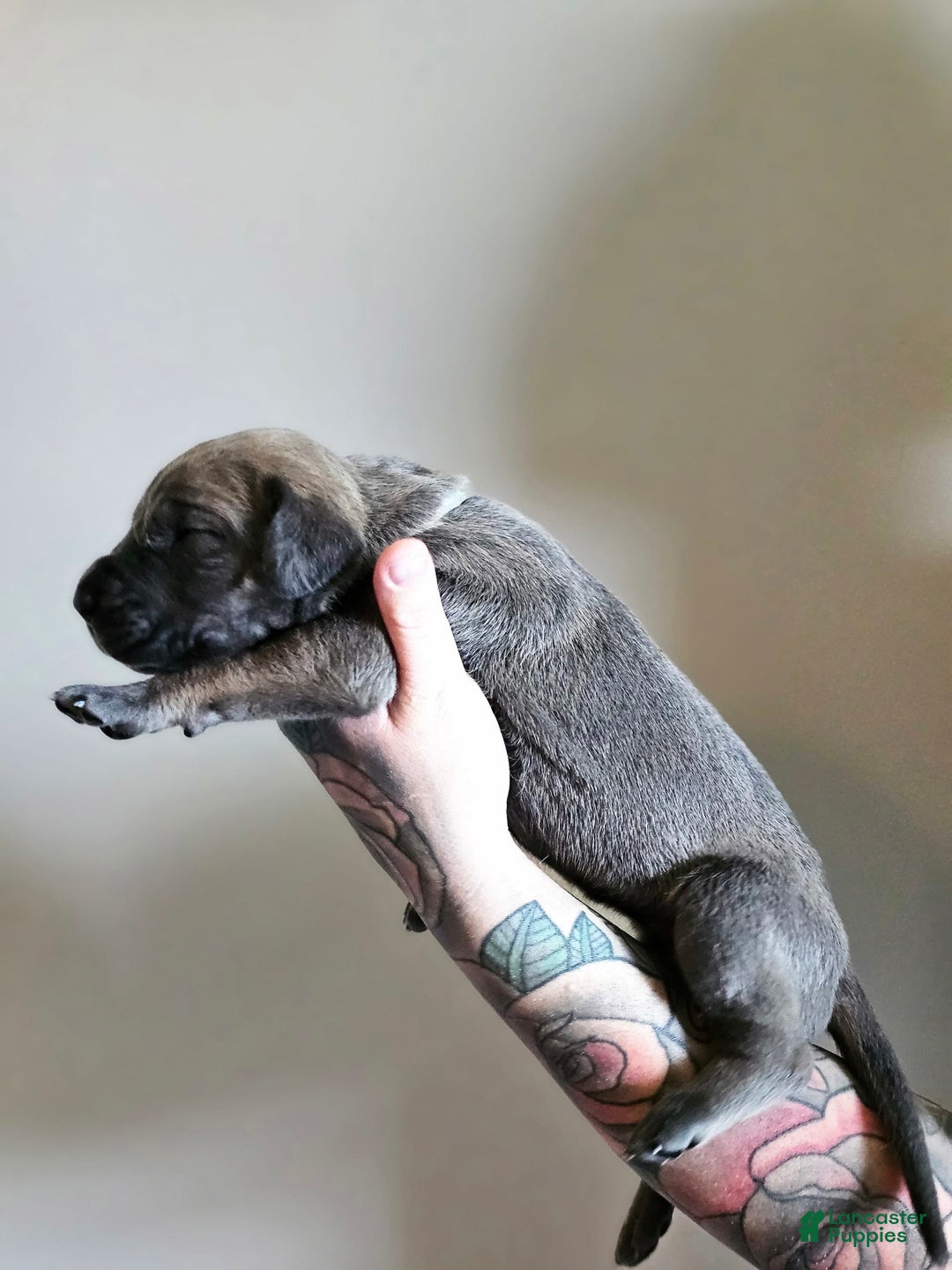 Great Dane dogs for sale: Light Blue Collar - Image 1