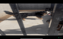 Bernese Mountain Dog dogs for sale: Heaven - Image 6