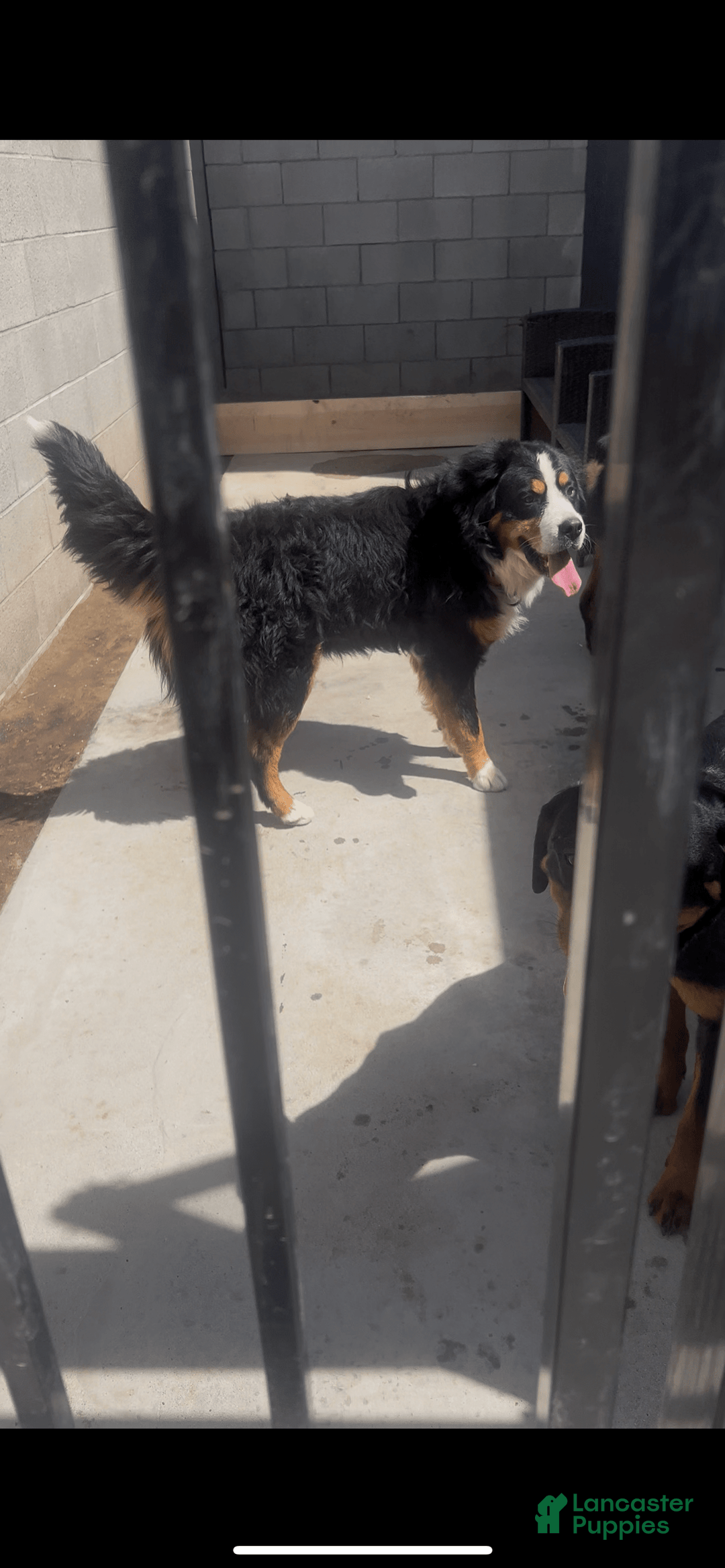 Bernese Mountain Dog dogs for sale: Heaven - Image 6