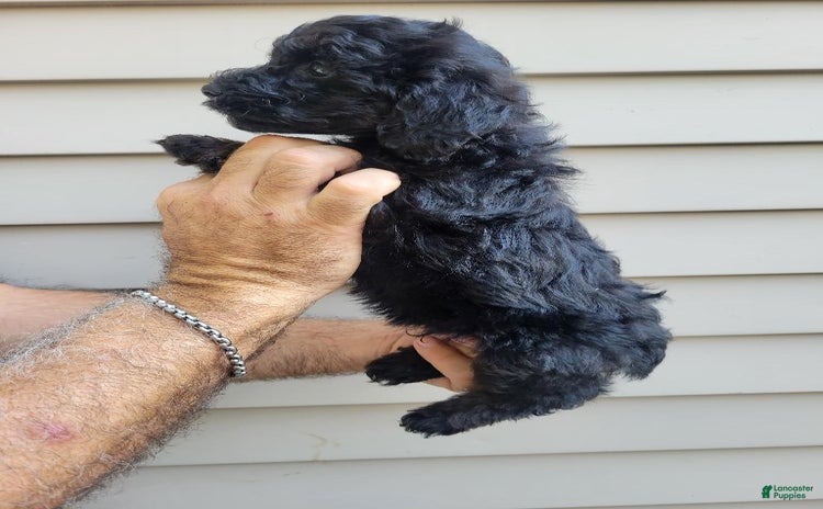 Morkie dogs for sale - Ad 3