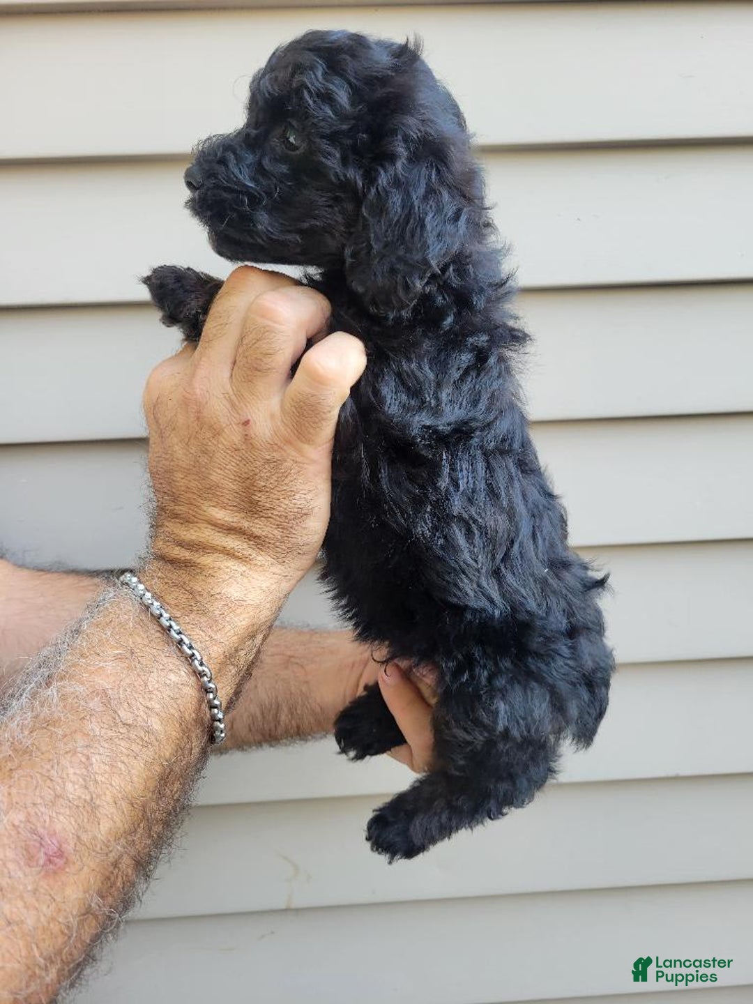 Morkie dogs for sale: Mason - Image 1