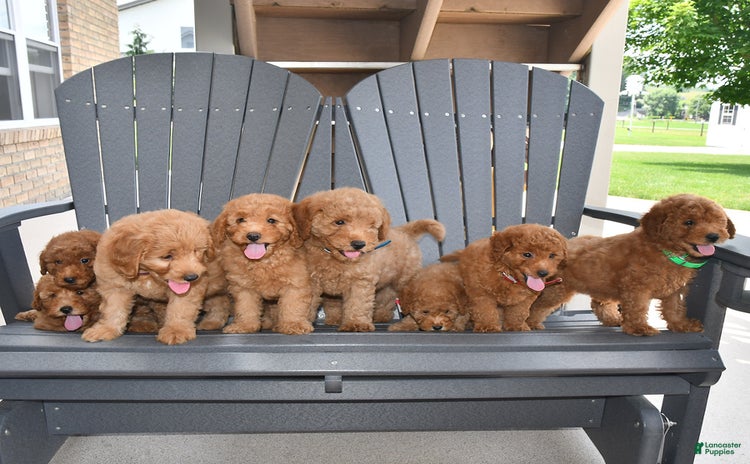Mini Goldendoodle dogs for sale - Ad 3