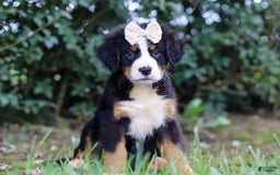 Bernese Mountain Dog dogs for sale: Alice - Image 5
