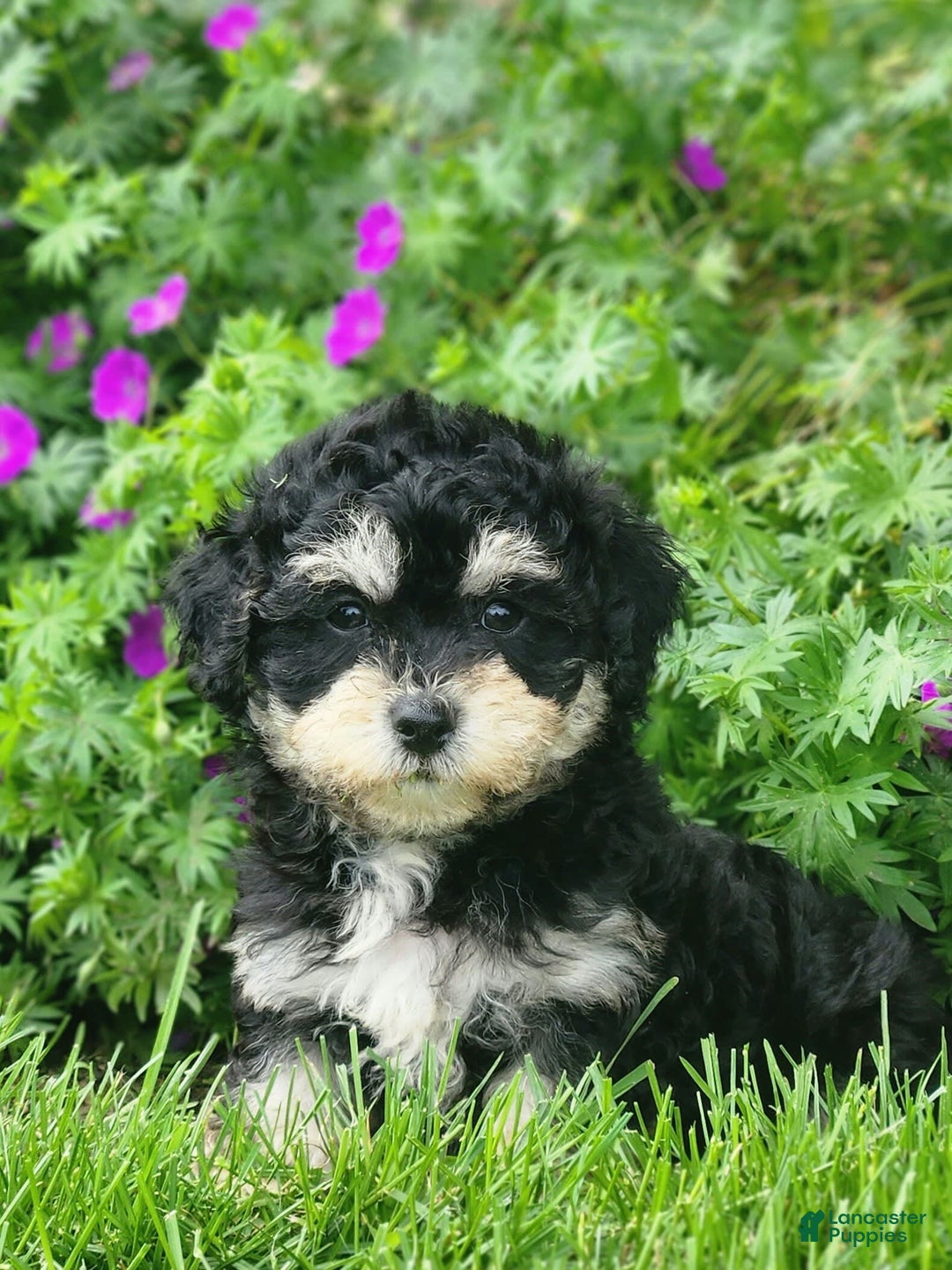 Cavapoo dogs for sale: Bingo - Image 6