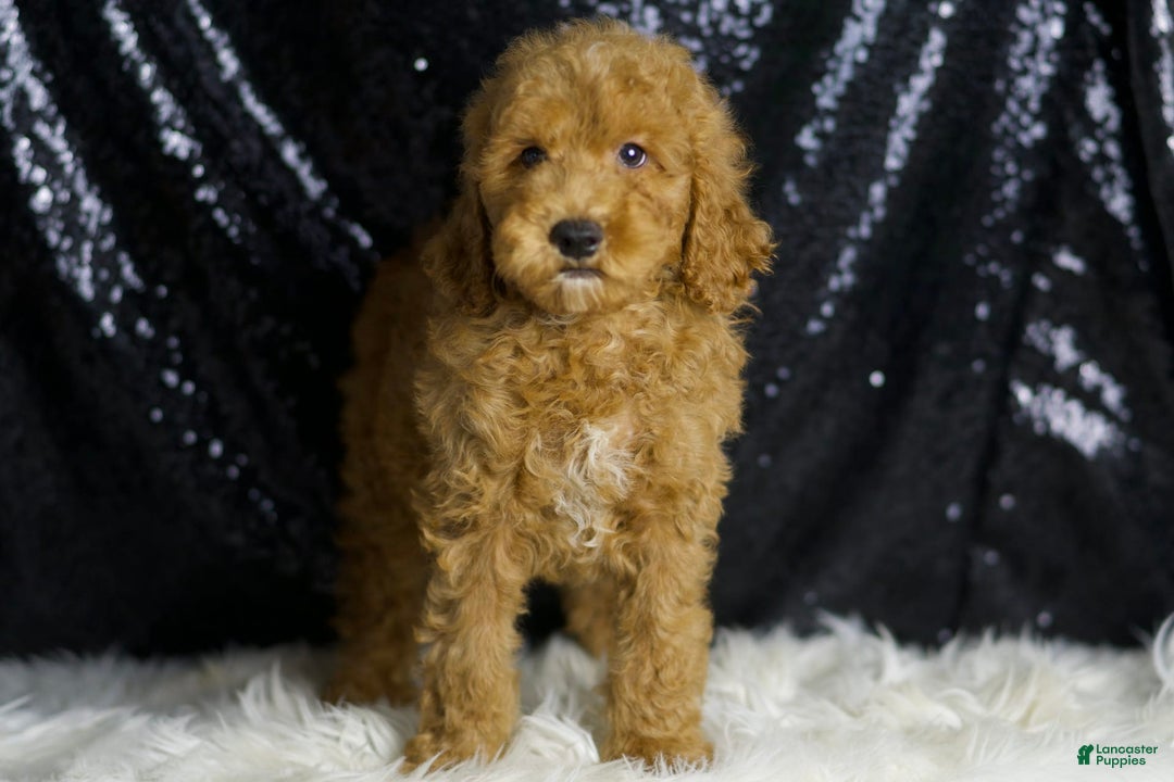 Mini Goldendoodle dogs for sale: Chappy - Image 8