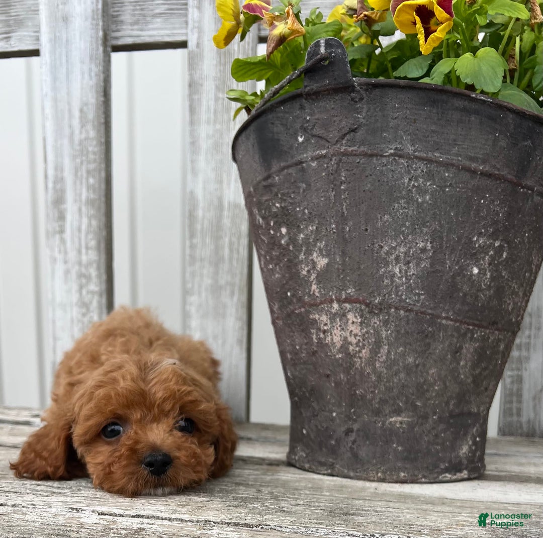 Cavapoo dogs for sale: Preston - Image 2