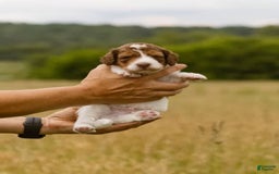 Bernedoodle dogs for sale: Ryder - Image 1