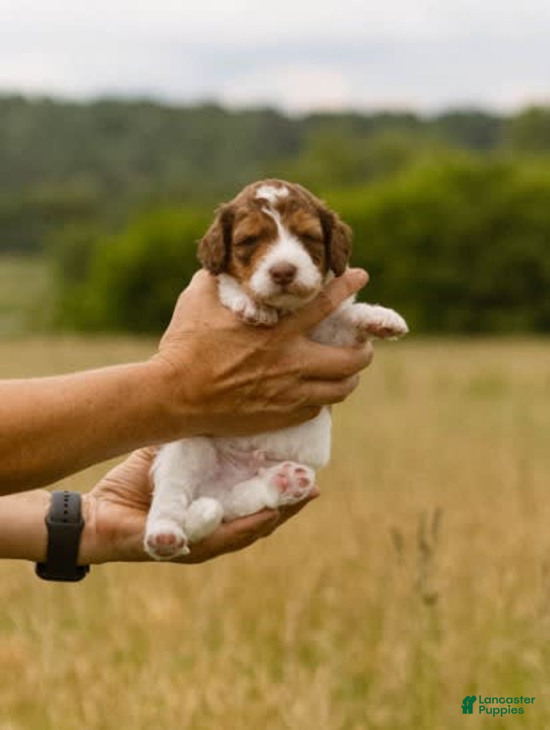 Bernedoodle dogs for sale: Ryder - Image 1