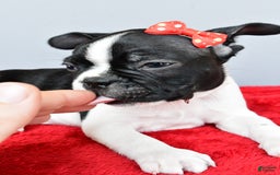 Boston Terrier dogs for sale: Mason - Image 6