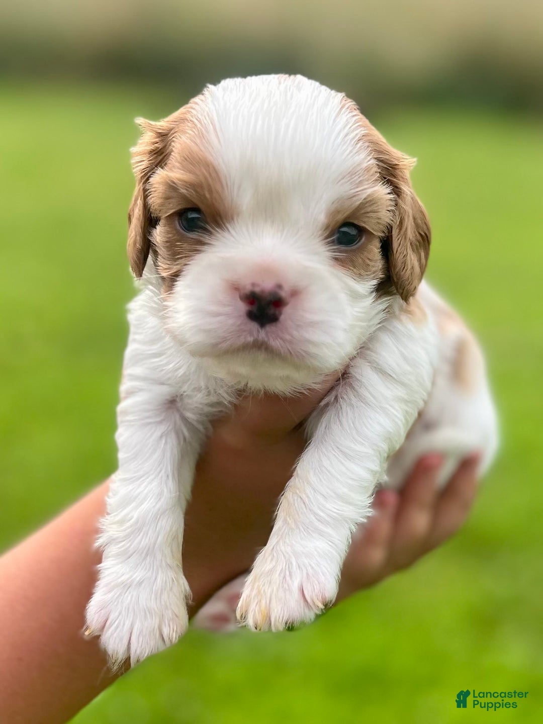 Cavalier King Charles Spaniel dogs for sale: Sparkey - Image 7