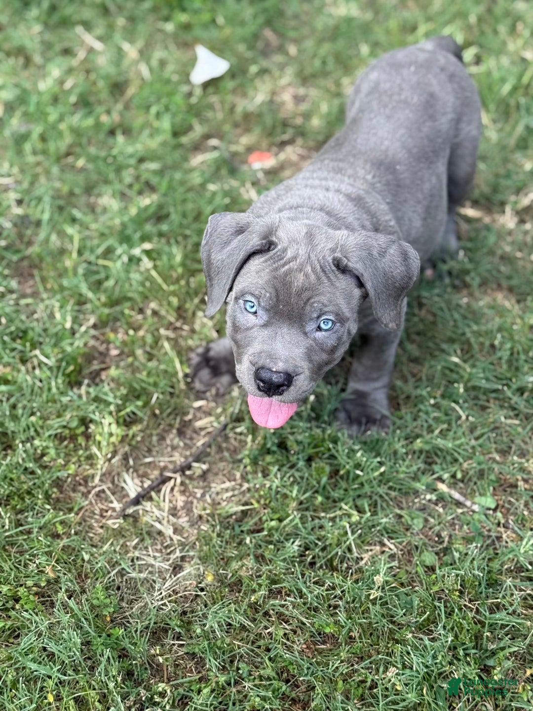 American Bully dogs for sale: Bam Bam - Image 1