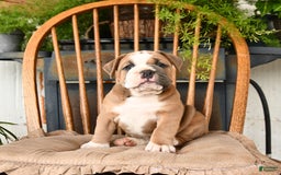 Olde English Bulldogge dogs for sale: Emerald - Image 1