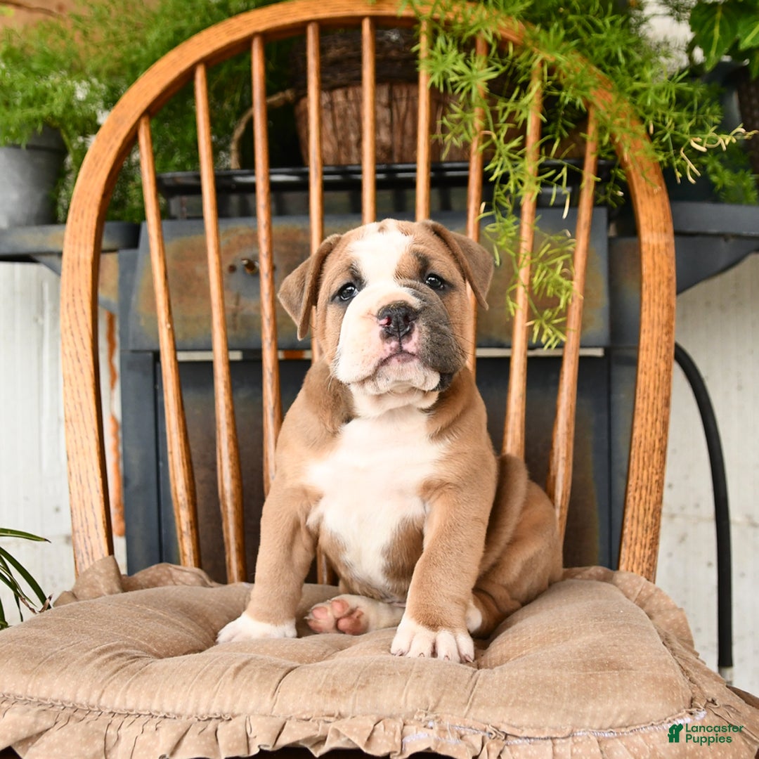 Olde English Bulldogge dogs for sale: Emerald - Image 1