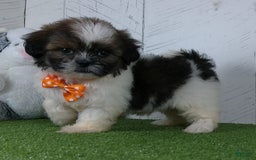 Shih Tzu dogs for sale: Simon - Image 5