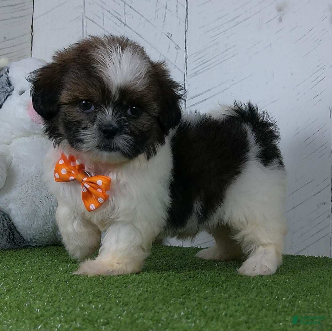 Shih Tzu dogs for sale: Simon - Image 5
