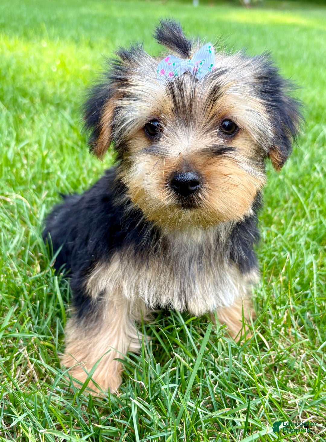 Yorkshire Terrier dogs for sale: Gina - Image 2