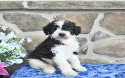 Goldendoodle dogs for sale: Salty - Image 1