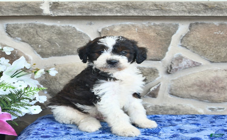 Goldendoodle dogs for sale - Ad 4