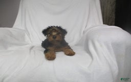 Yorkshire Terrier dogs for sale: Tank - Image 1