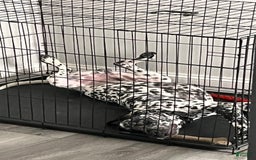 Dalmatian dogs for sale: Ghost - Image 5