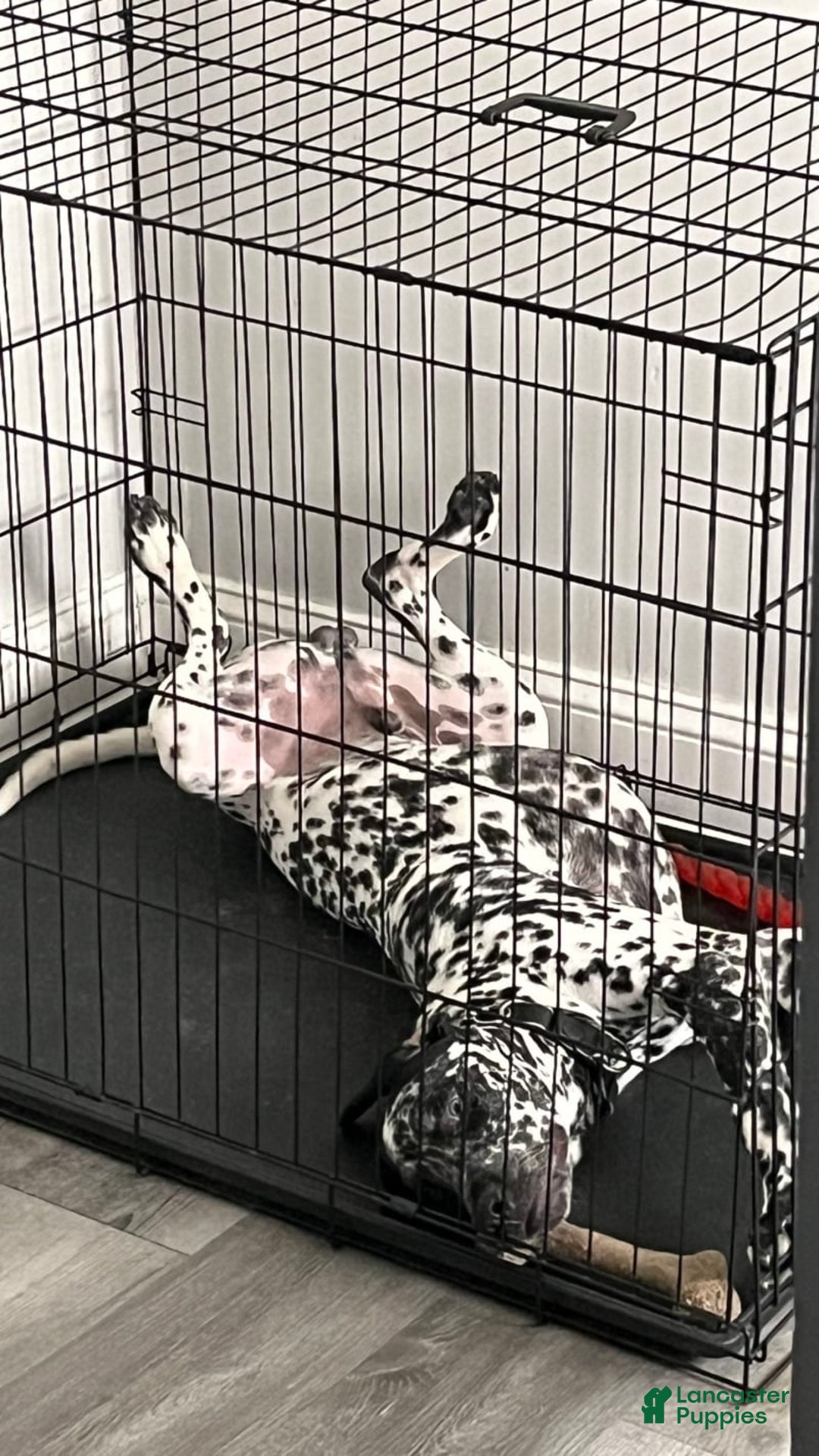 Dalmatian dogs for sale: Ghost - Image 5