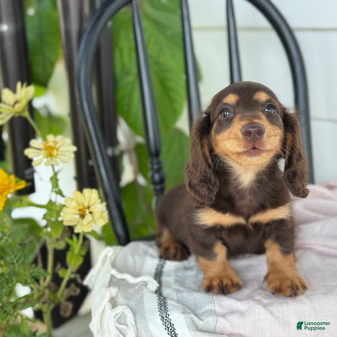 Miniature Dachshund dogs for sale: Miniature Dachshund 7 puppies - Image 25