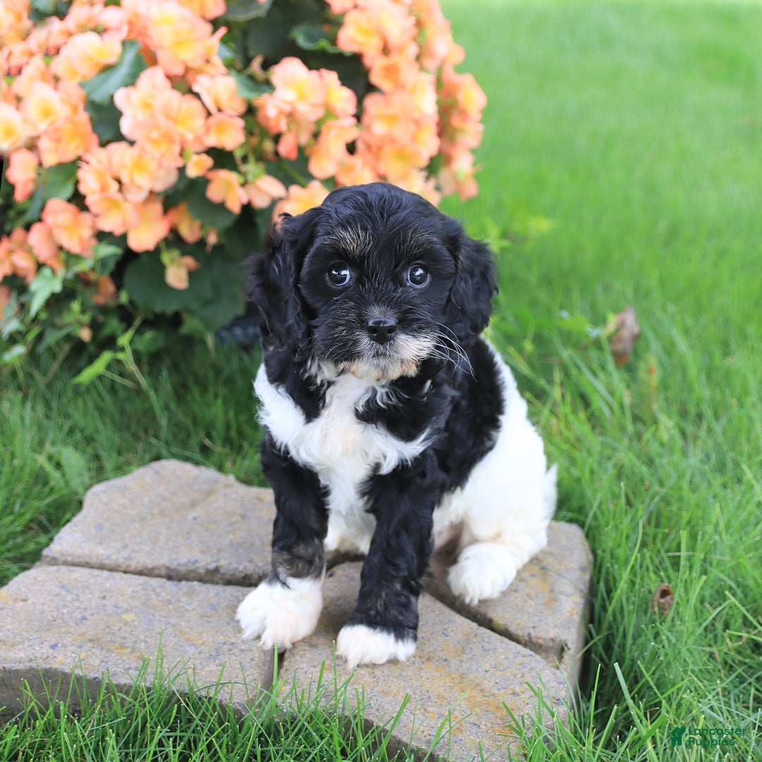 Cavapoo dogs for sale: Cavapoo 3 puppies - Image 1