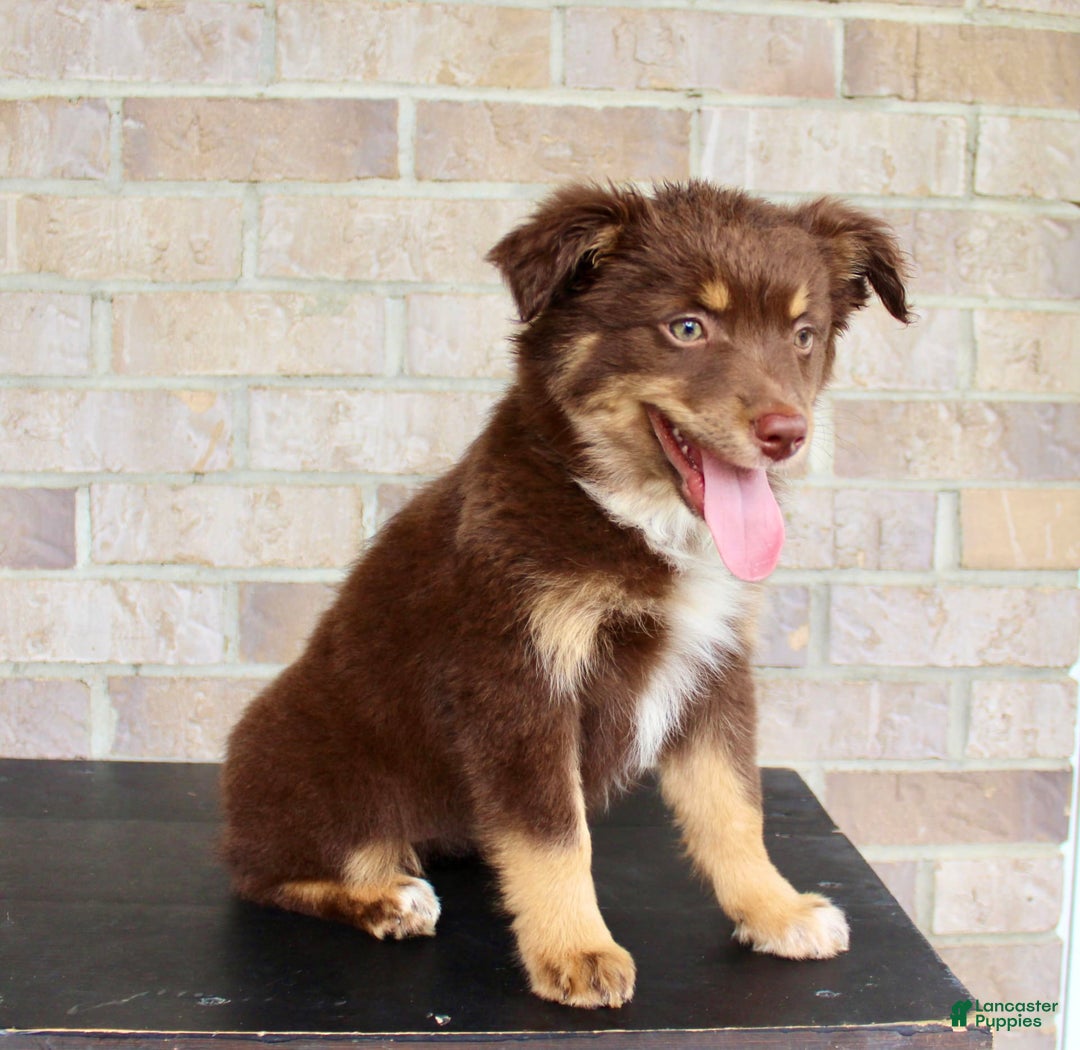 Australian Shepherd dogs for sale: Australian Shepherd 7 puppies - Image 5