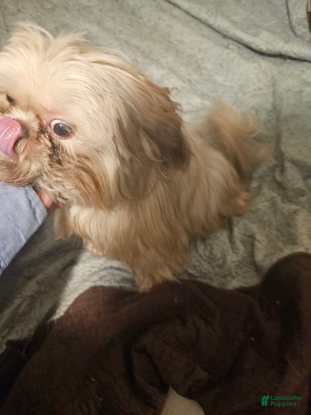 Shih Tzu dogs for sale: Not Named Yet - Image 16