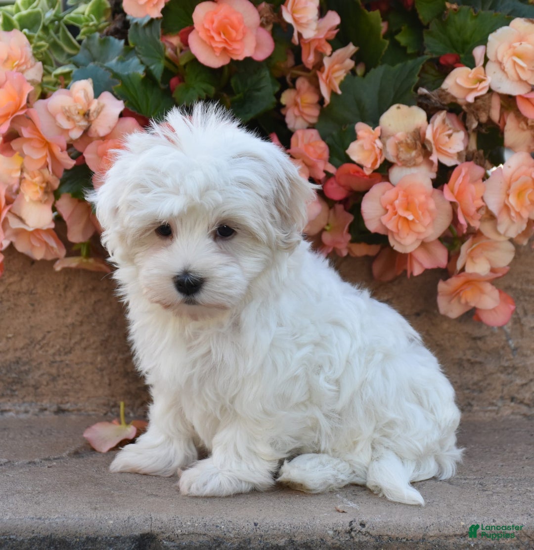 Havanese dogs for sale: Sophia - Image 2