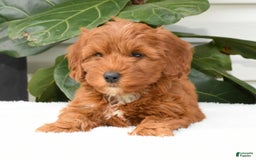 Mini Goldendoodle dogs for sale: Natasha - Image 14