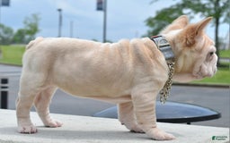 French Bulldog dogs for sale: Rayna Big Rope Velvet Fluffy - Image 57