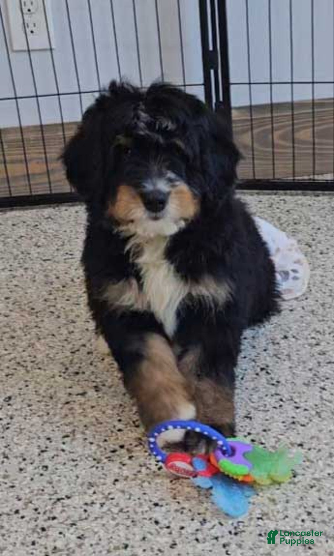 Mini Bernedoodle dogs for sale: Reef - Image 5