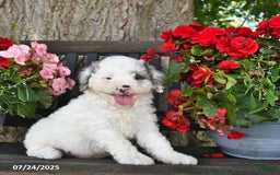 Mini Aussiedoodle dogs for sale: Ace - Image 5