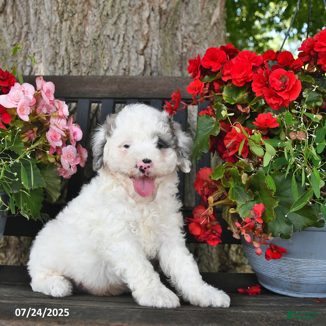 Mini Aussiedoodle dogs for sale: Ace - Image 5
