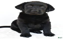 Labrador Retriever dogs for sale: Bell - Image 2