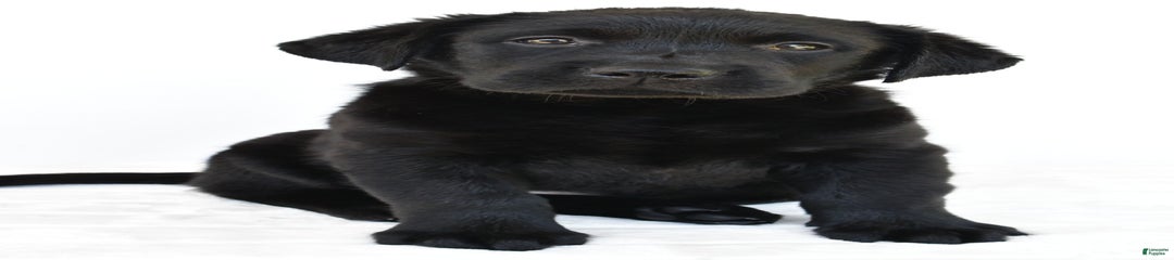 Bell