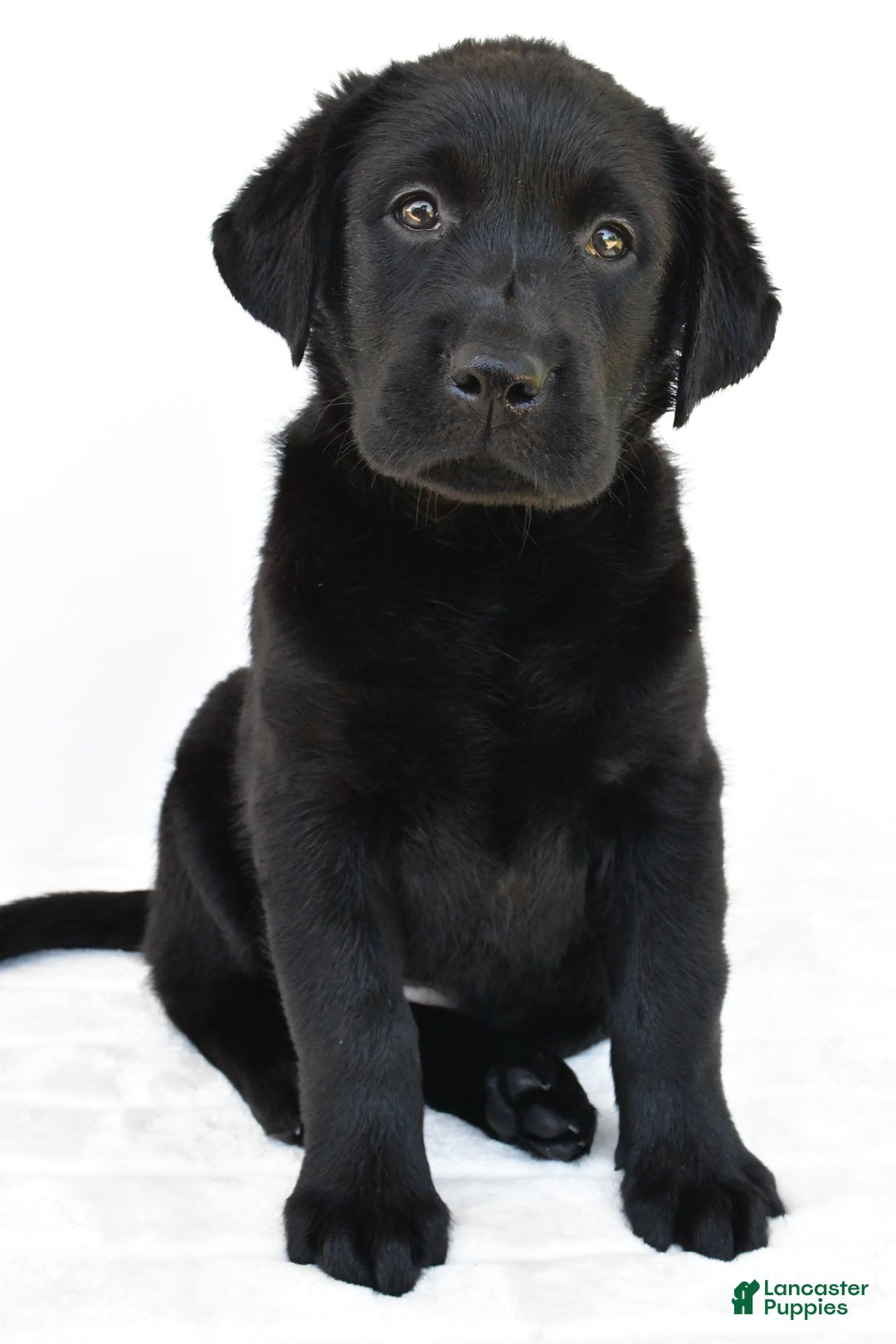 Labrador Retriever dogs for sale: Bell - Image 2