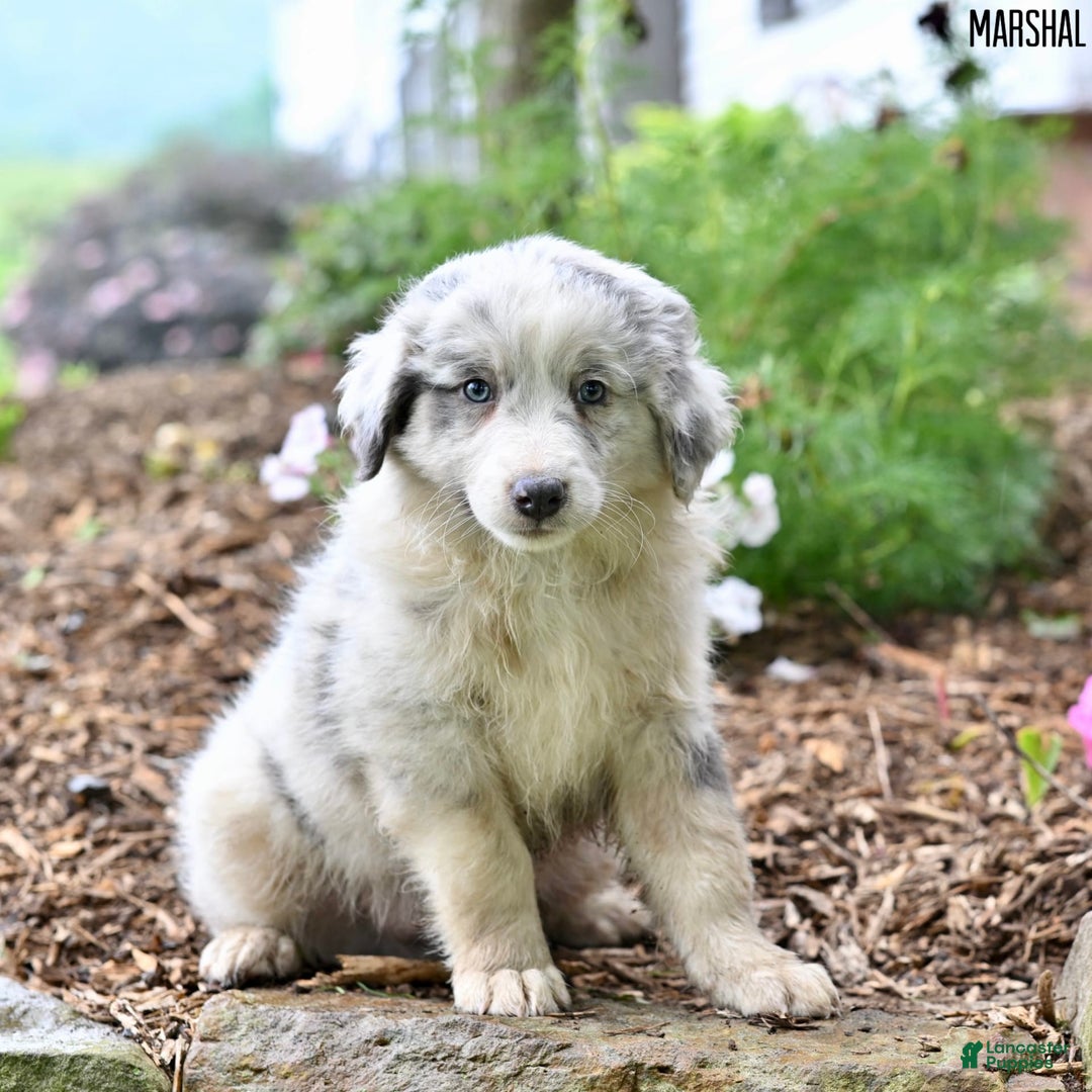 Australian Shepherd dogs for sale: Marshal - Image 6