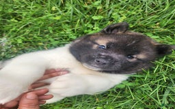 Akita dogs for sale: Akita 5 puppies - Image 4