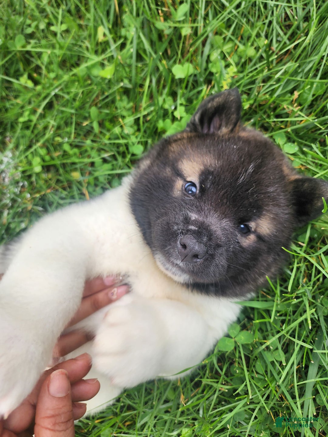Akita dogs for sale: Akita 5 puppies - Image 4