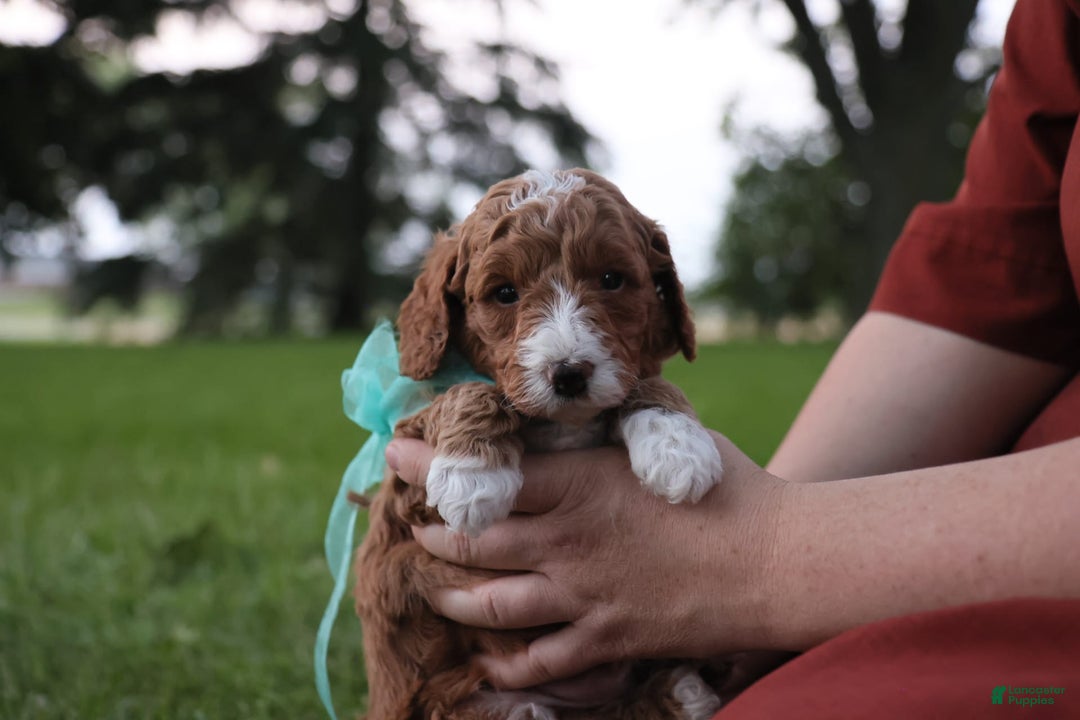 Mini Goldendoodle dogs for sale: Jet - Image 5