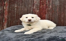 Great Pyrenees dogs for sale: Lassie - Image 1