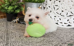 West Highland Terrier dogs for sale: Cordelia - Image 1