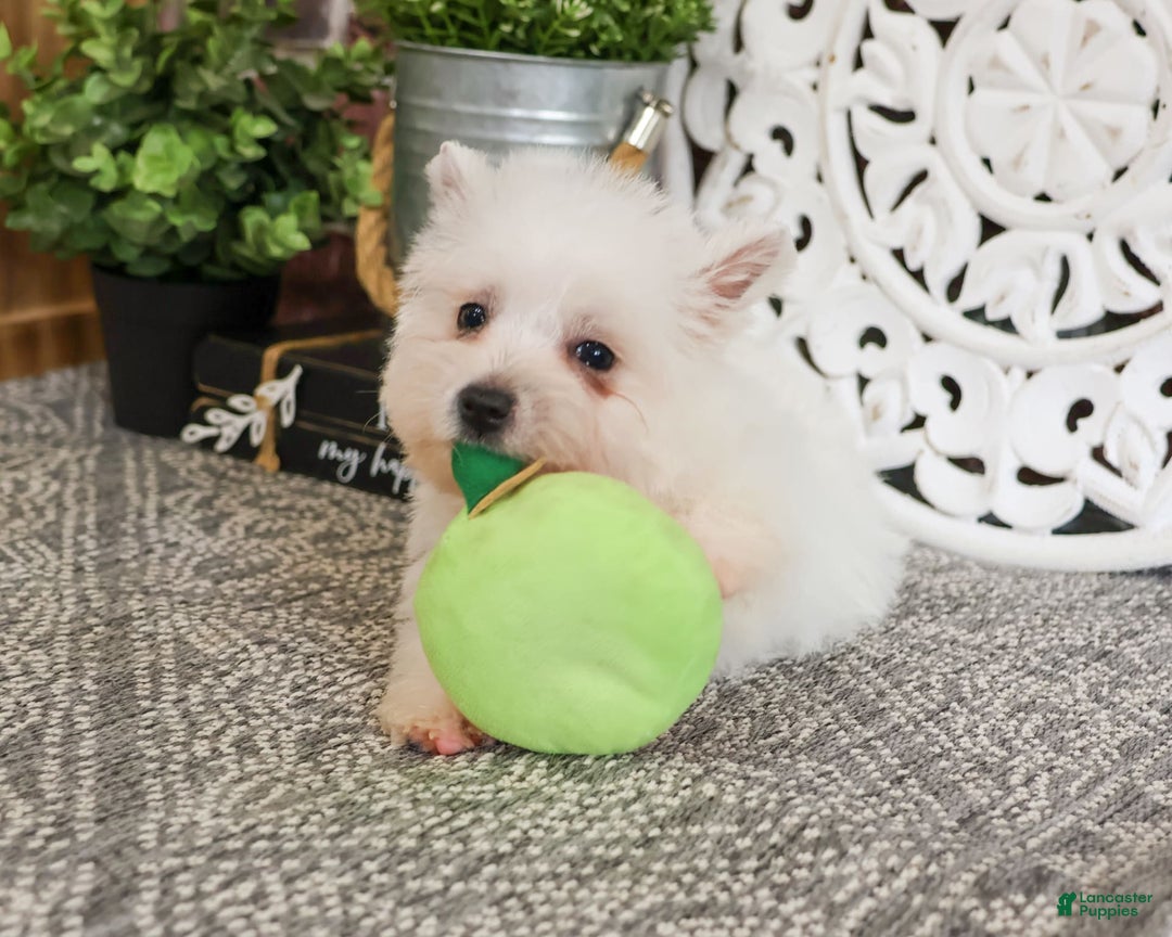 West Highland Terrier dogs for sale: Cordelia - Image 1