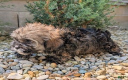 Lhasa Apso dogs for sale: Smokey - Image 5